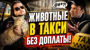 ЖИВОТНЫЕ В ТАКСИ БЕЗ ДОПЛАТЫ! Пассажиры устраивают ИСТЕРИКИ, когда водители требуют заплатить!