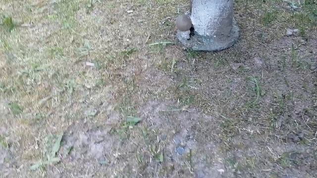 Садим белые грибы.