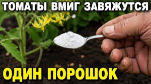 Не дайте томатам пустоцвет схема подкормок в июне по фазам
