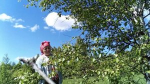 Начала заготовку банных веников ☀️🌲