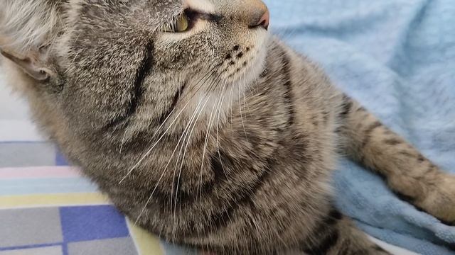 Кот Митька смотреть онлайн