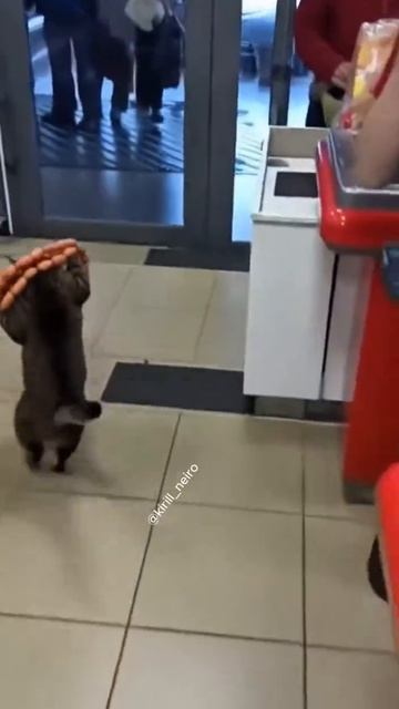 КОТ ВОР 🤣 смотреть онлайн