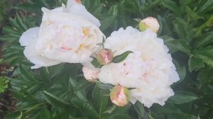 ,,Необыкновенные глаза».🌷🌷🌷