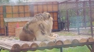 LTZC1586-05.06.2026-Видео от Ивана
