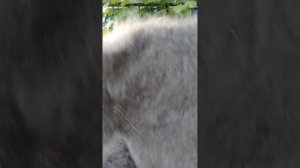 89507716355 Пуховые, ласковые пушистики для тепла, красоты, уюта.
