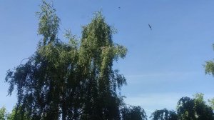 7 июня Магический ☀️ прогноз погоды от волшебника Ивана Ивановича Кулебякина из Москвы