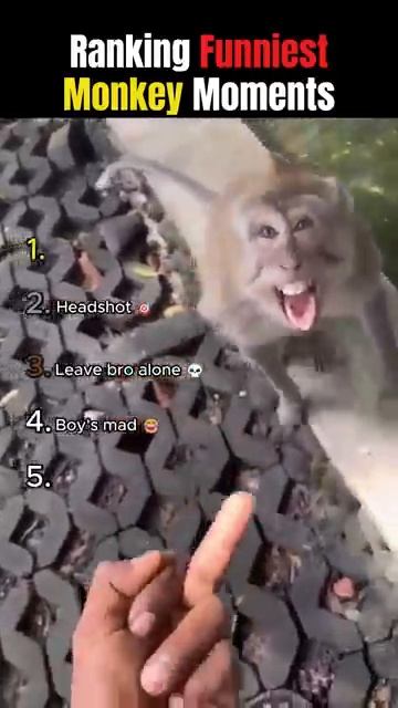 Funniest Monkey Moments 🐒 смотреть онлайн