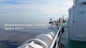 Белухи Белого моря. Соловки. Август 2023 г.