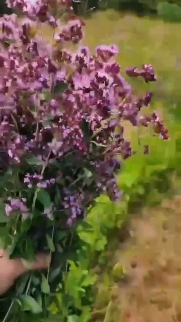 1000013567.mp4
