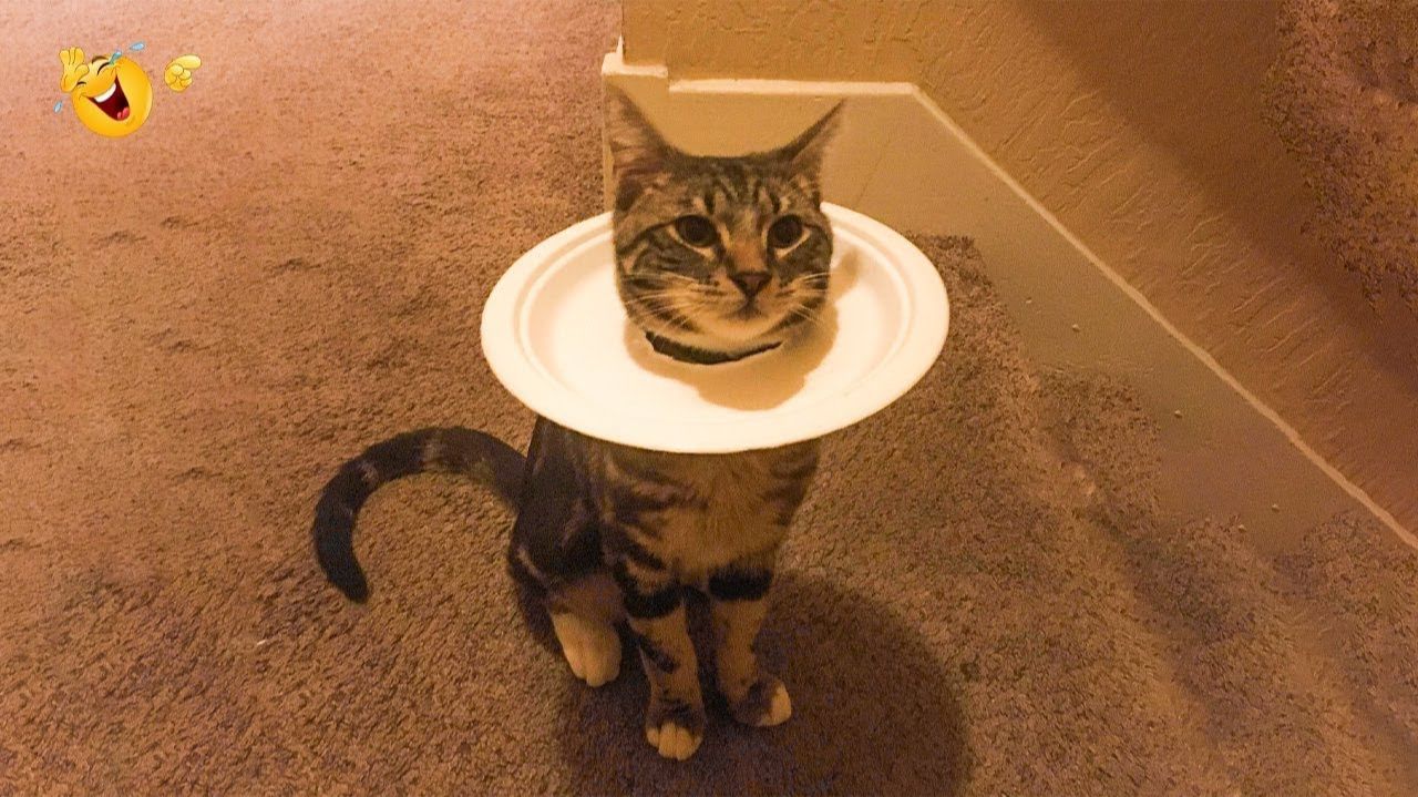 СМЕШНЫЕ КОТЫ | ЛУЧШИЕ ПРИКОЛЫ С КОТАМИ, СОБАКАМИ, КОШКИ, СОБАКИ, ЖИВОТНЫЕ, СМЕШНОЕ ВИДЕО смотреть онлайн