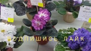 05.06.2026.Москва.Выставка фиалок в Доме фиалок.