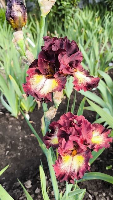 Ирис ЛАВ ИН ЗЭ ДАРК / LOVE IN THE DARK (Т. Джонсон, 25)