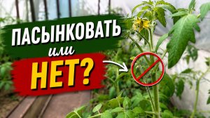 КАКОЙ ПАСЫНОК ОСТАВИТЬ? ПРАВИЛЬНОЕ ПРАСЫНКОВАНИЕ ДЛЯ ВСЕХ СОРТОВ ТОМАТОВ