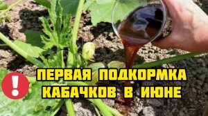 Первая подкормка кабачков в июне