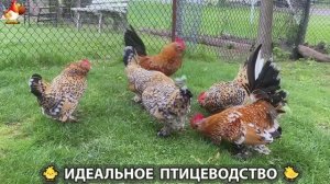 Идеальное птицеводство достойно восхищения 🐓🦆🦢🦚🦃🐔 эпизод (502)