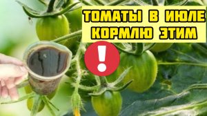 Томаты в ИЮЛЕ кормлю этим! Урожай бесподобный!