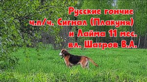 Русские гончие ч.п/ч. Сигнал (Плакуня) и Лайма 11 мес.вл. Шатров В.А.#охота #топ #hunting