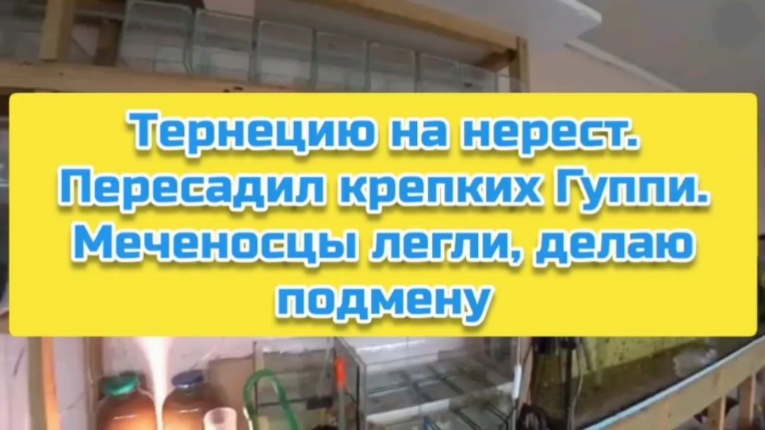 Тернецию на нерест. Пересадил крепких Гуппи. Меченосцы легли, делаю подмену