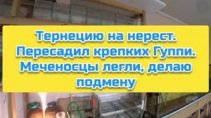 Тернецию на нерест. Пересадил крепких Гуппи. Меченосцы легли, делаю подмену