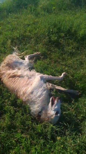 ⚡Зевс: Счастье быть русской борзой 🐾