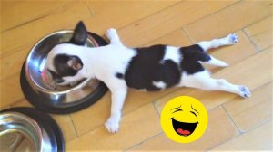 СМЕШНЫЕ КОТЫ | ЛУЧШИЕ ПРИКОЛЫ С КОТАМИ, СОБАКАМИ, КОШКИ, СОБАКИ, ЖИВОТНЫЕ, СМЕШНОЕ ВИДЕО