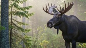 Это - русская тайга, это -  наше место силы /Авторская песня / стих. Николай Федосеев