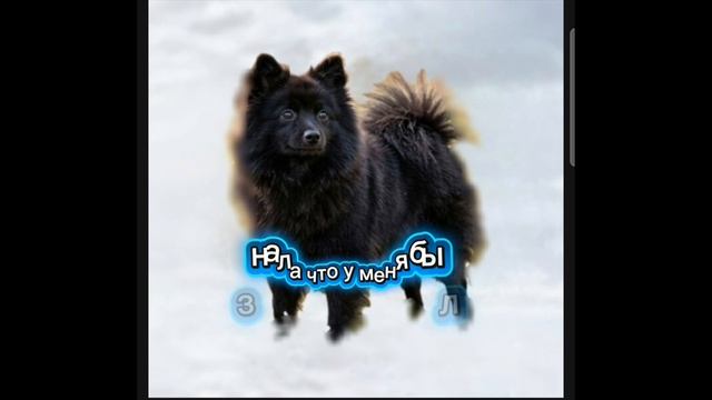 все волчицы которые у меня были и которая сейчас смотреть онлайн