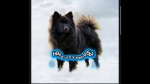 все волчицы которые у меня были и которая сейчас