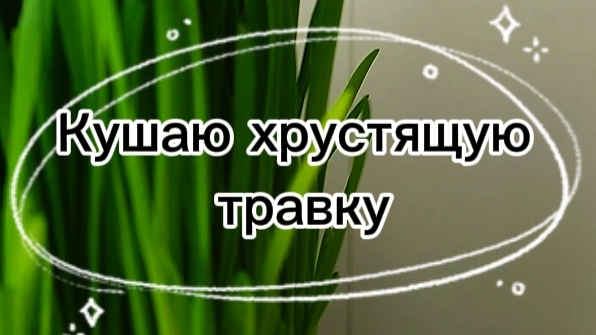 ⭐️😸✨ Аксель ест свежую травку! Звуки для расслабления 🤩☺️😉