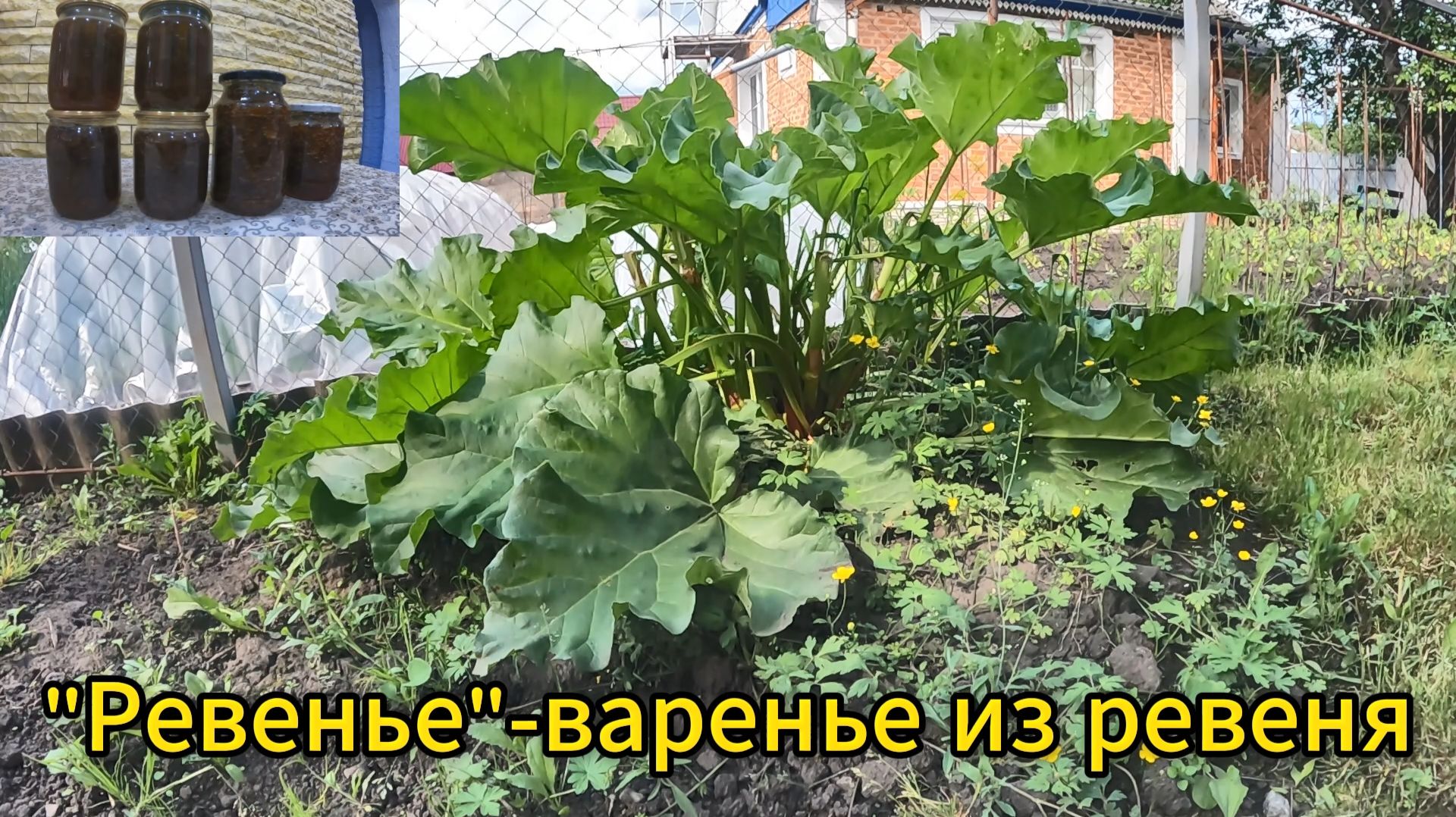 "Ревенье"- варенье из ревеня. смотреть онлайн