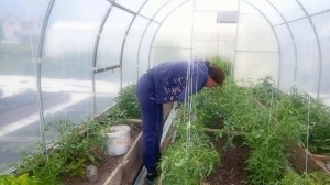 07-06-2026Тестирую улучшитель земли .Работа в теплице.