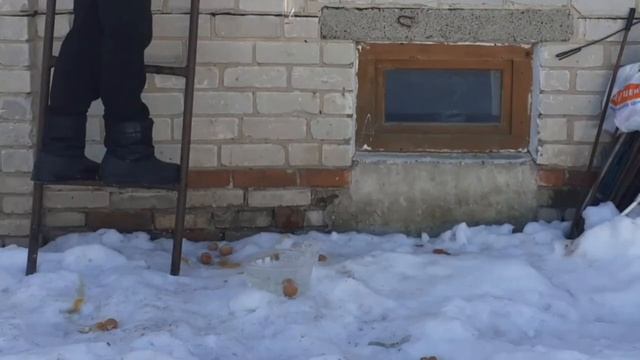 С КАКОЙ ВЫСОТЫ ЯЙЦО РАЗОБЬЕТСЯ ОБ ВОДУ.