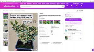 Купил саженцы из Беларуси на wildberries