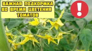 Важная подкормка томатов во время цветения