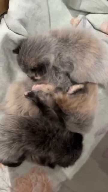 маленькие миленькие котята смотреть онлайн