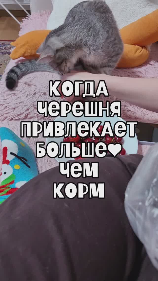 Когда черешня привлекает больше, чем корм