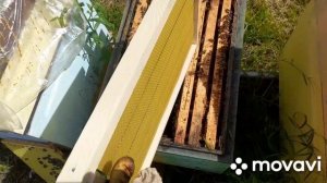 ПРИШЛИ НЕПЛОДНЫЕ МАТКИ🐝 4.06.2026 #пчелы #пасека #пчеловодство
