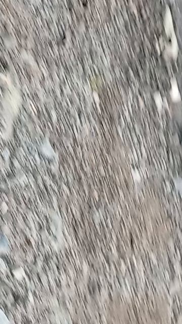 лягушки