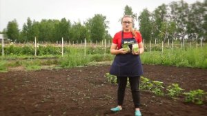 Посев озимых сидератов - средство против сорняков.