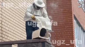 Жужжащая угроза устранена: в Уфе спасатели убрали рой пчел с фасада многоэтажки