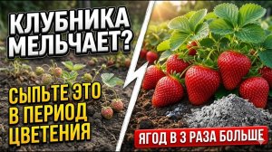Сделайте ЭТО во время цветения клубники — и будете собирать ягоды ВЁДРАМИ!