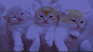 Впервые играю в обнову. Майнкрафт 26.2-pre-4 СТРИМ