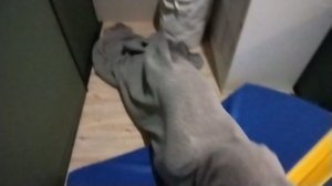 челушрек