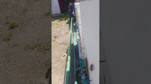 пчёлы