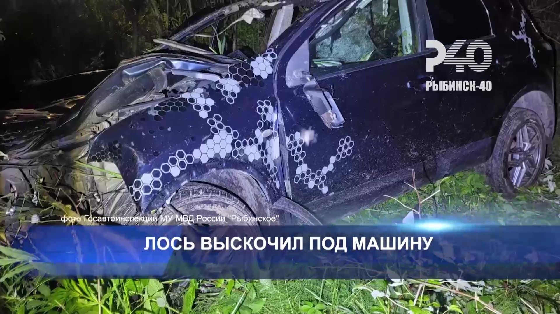 (Рыбинск-40) ЛОСЬ ВЫСКОЧИЛ ПОД МАШИНУ смотреть онлайн