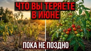 Почему именно в июне решается, будет ли урожай — и что с этим делать