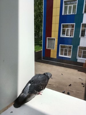 рисунок