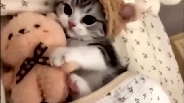 Заставка для видео Проснувшийся котенок № 591