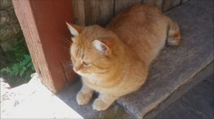 Котомания. Часть 3