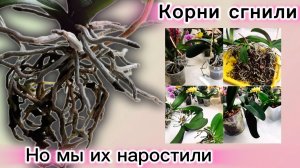 Корни сгнили- а мы их НАРАСТИЛИ и пересадили реанимашек в новые домики